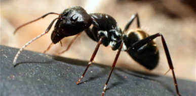Click to show details - Ants Ant