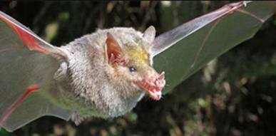 Click to show details - Bats Bats