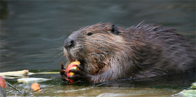 Click to show details - Beavers Beaver