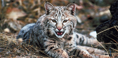 Click to show details - Bobcats Bobcat