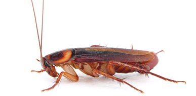 Click to show details - Cockroaches Cockroach