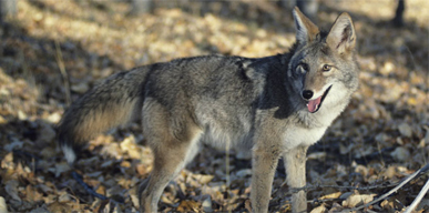 Click to show details - Coyotes Coyote