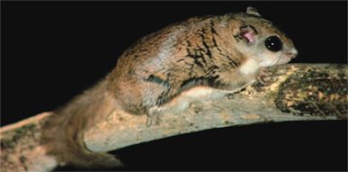 Click to show details - Flying Squirrels Flying Squirrel