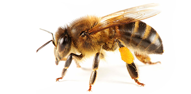 Click to show details - Flies, Bees, Wasps Bee