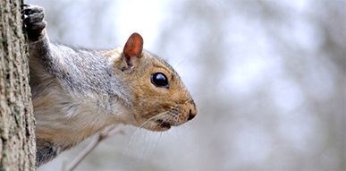 Click to show details - Squirrels Squirrel