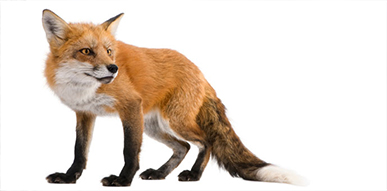 Click to show details - Foxes Fox