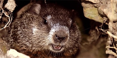 Click to show details - Groundhogs Groundhog