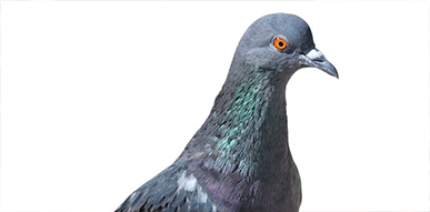 Click to show details - Pigeons/Birds Pigeon
