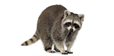 Click to show details - Raccoons Raccoon