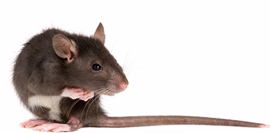 Click to show details - Rodents Rat
