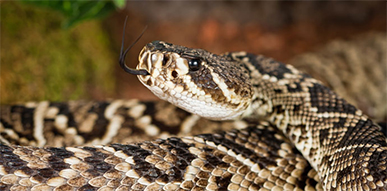 Click to show details - Snakes Snake