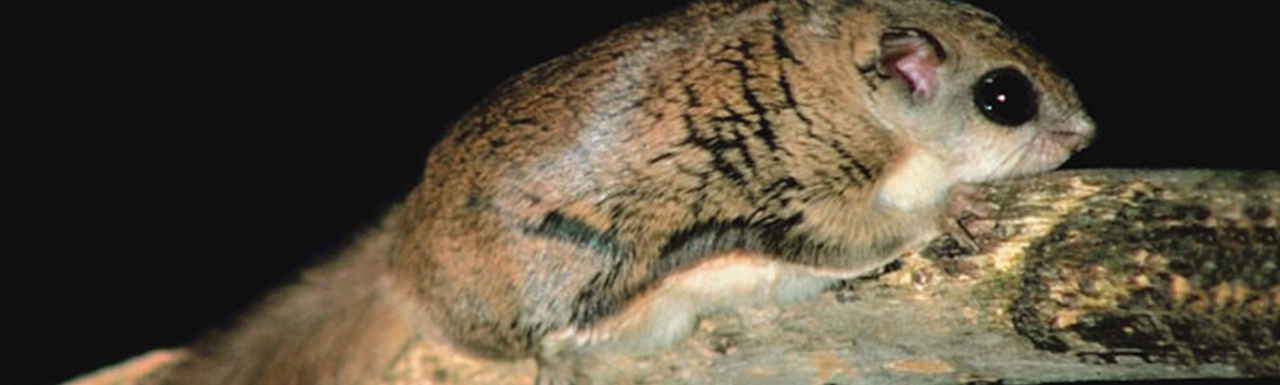 A nighttime view of a flying squirrel.