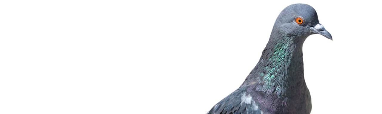 A pigeon.