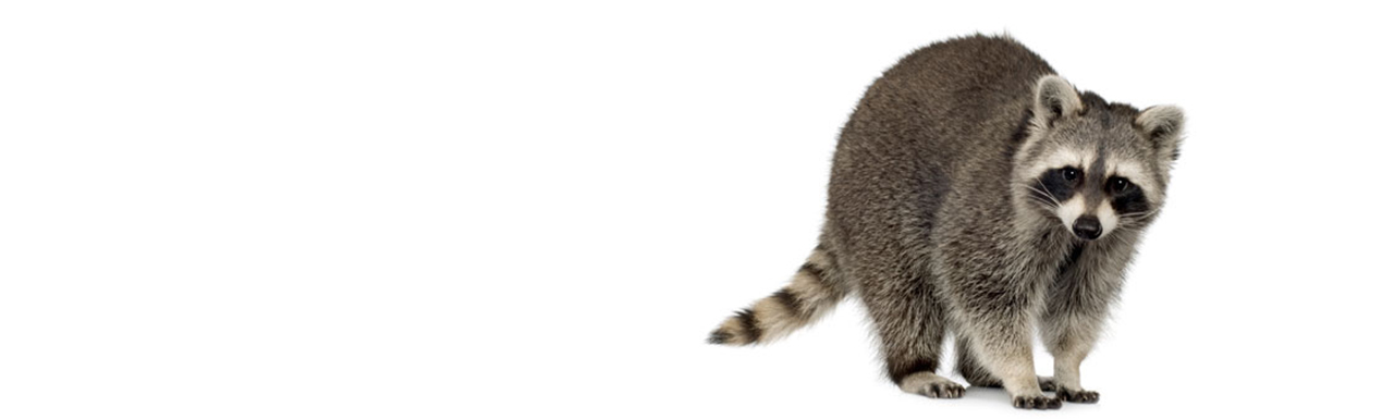 Raccoon