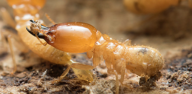 Click to show details - Termites Termite