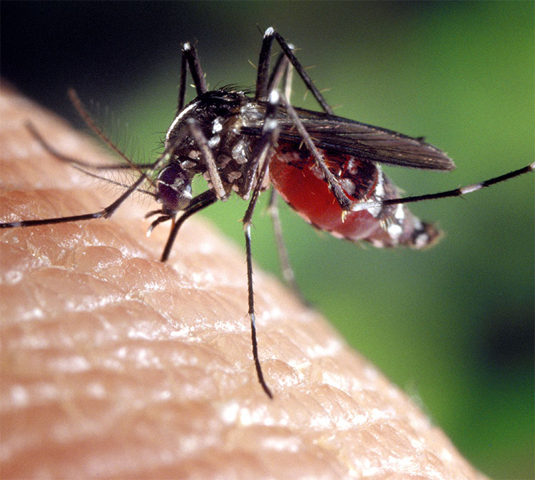 Aedes aegypti mosquito species landing on a human's finger