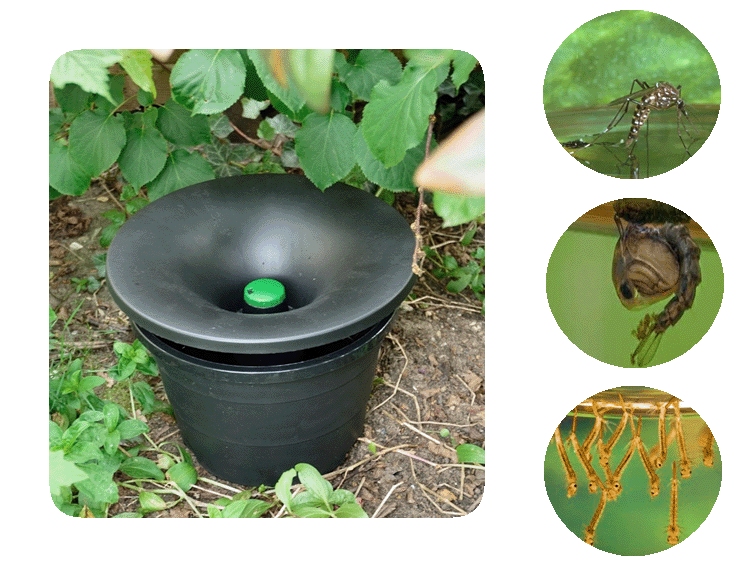 In2Care trap and aedes mosquitoes